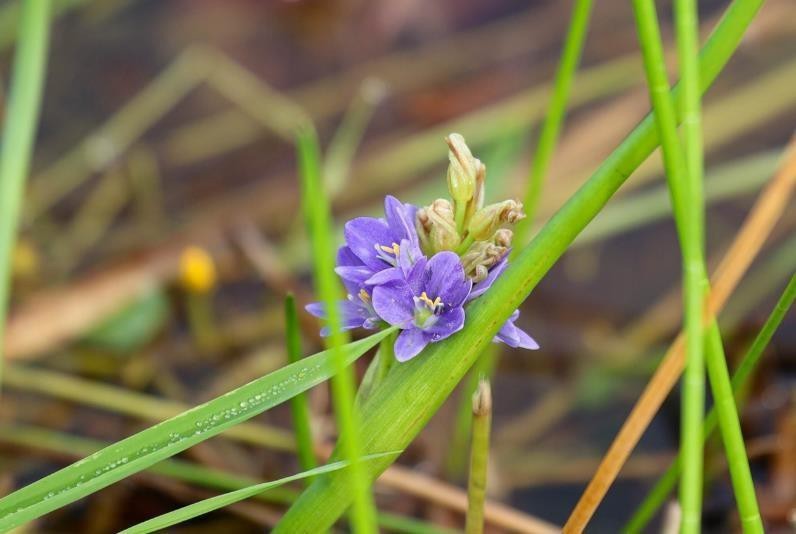 pontederia crassipes